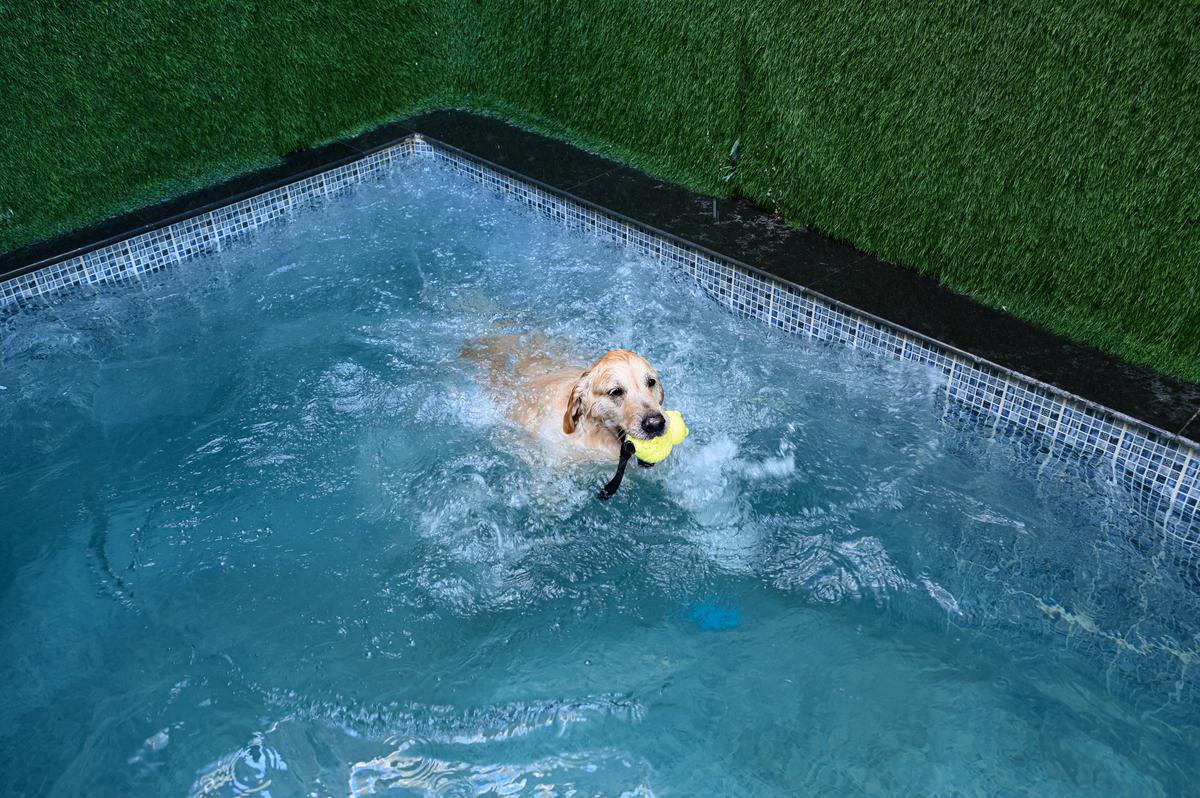 A swim session in progress at Pets 101