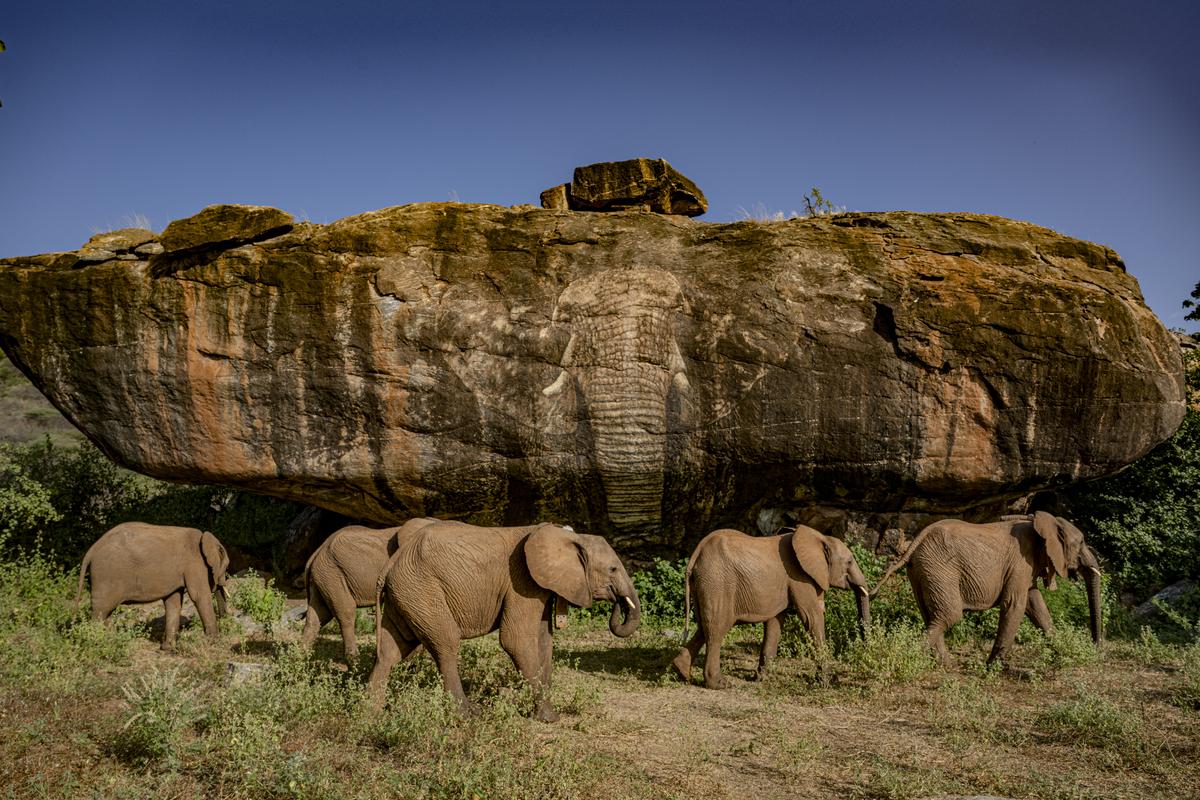 Reteti Elephant Sanctuary is the first indigenous-owned and operated elephant sanctuary in Africa.