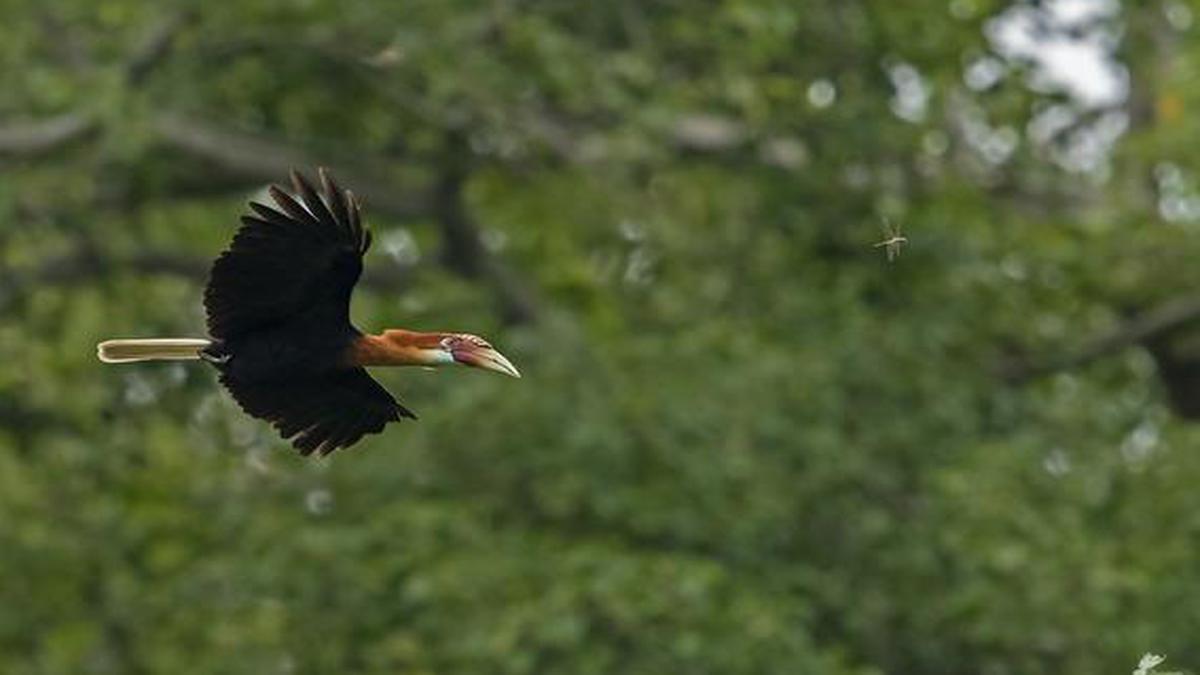 A wildlife photographer KA Dhanuparan tracks the endangered Narcondam hornbill to its natural habitat in the Andamans