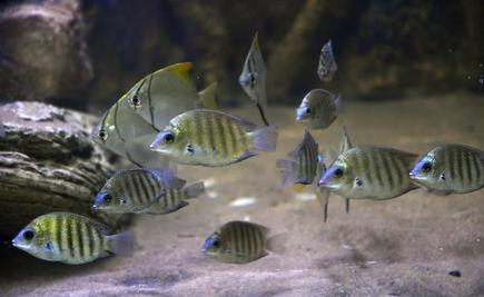 Chennai Gets Its First Public Aquarium At Chetpet The Hindu