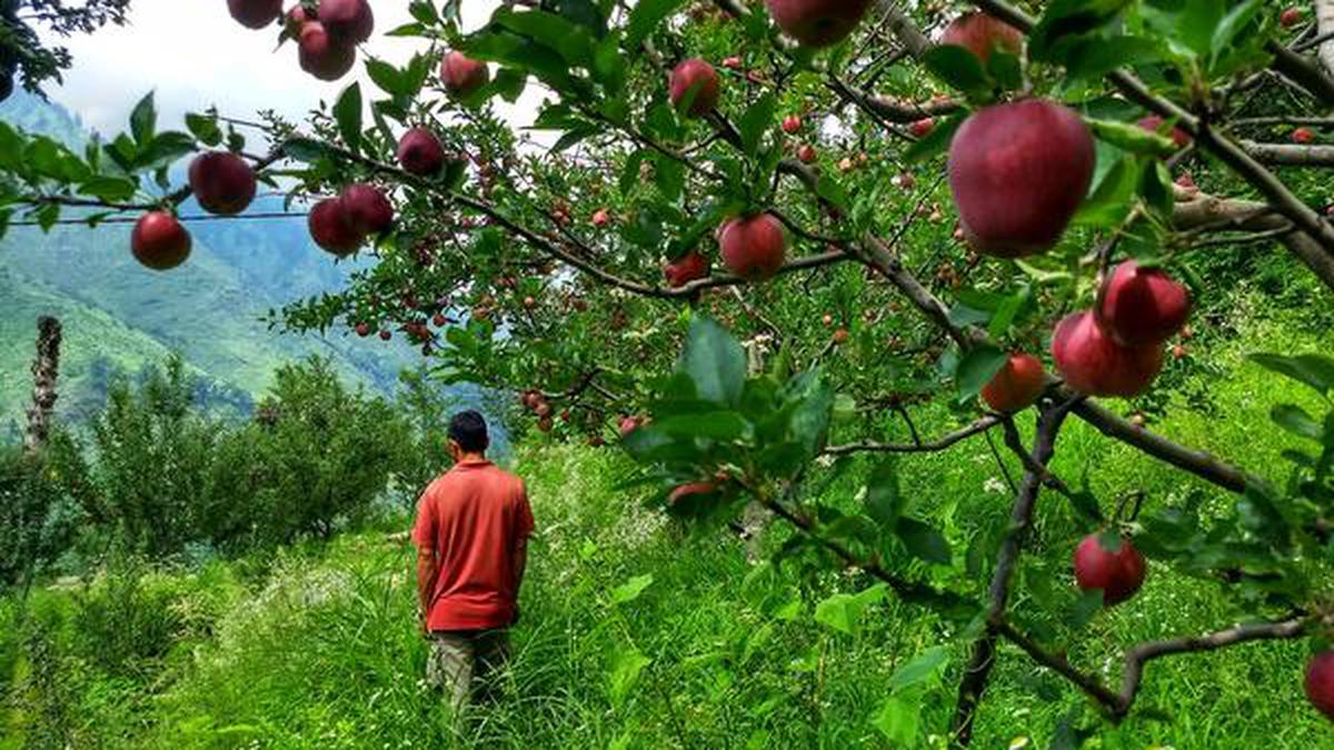 When every order is a seed: How to buy produce in advance and aid farmer rescue projects