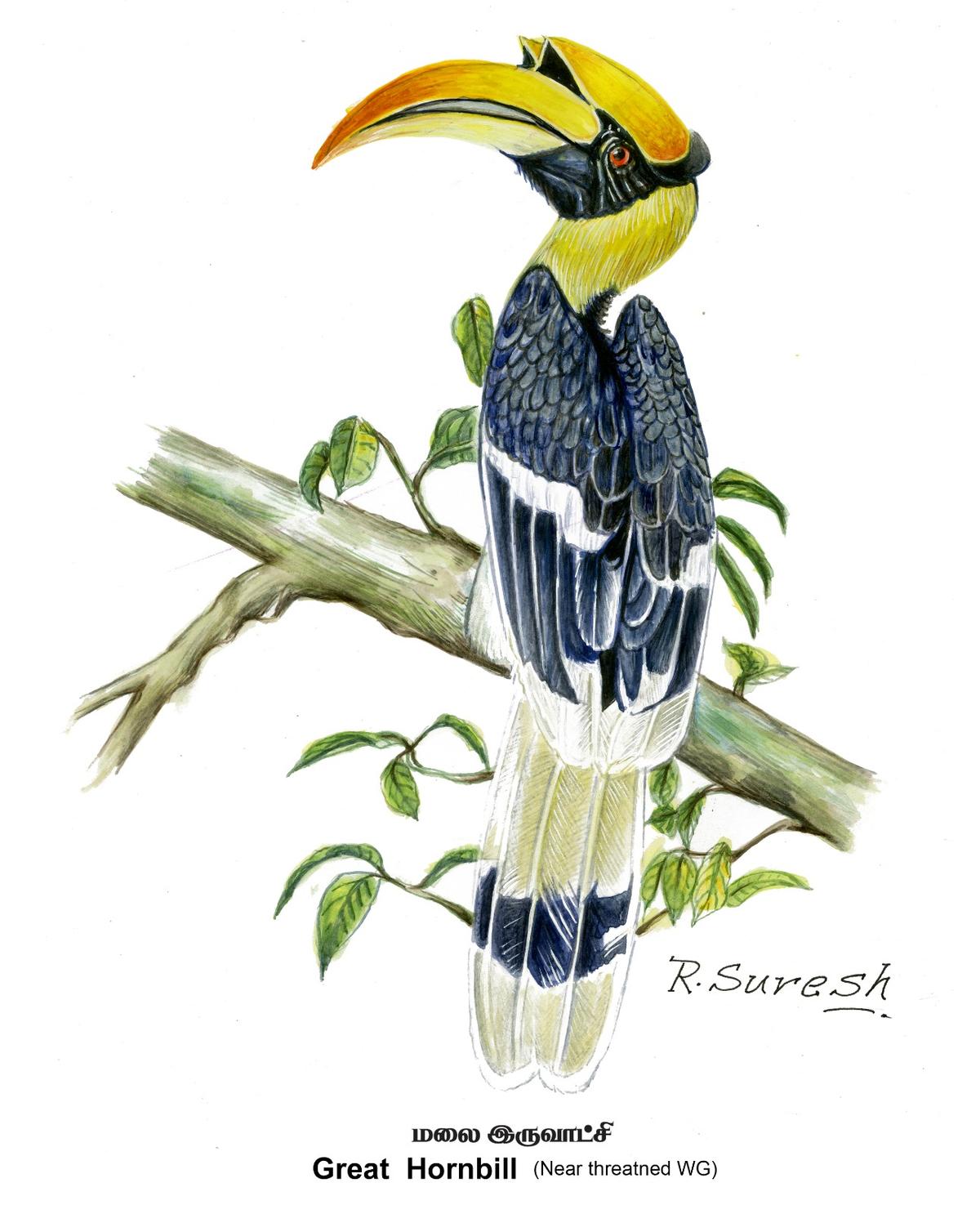 Great hornbill Great hornbill