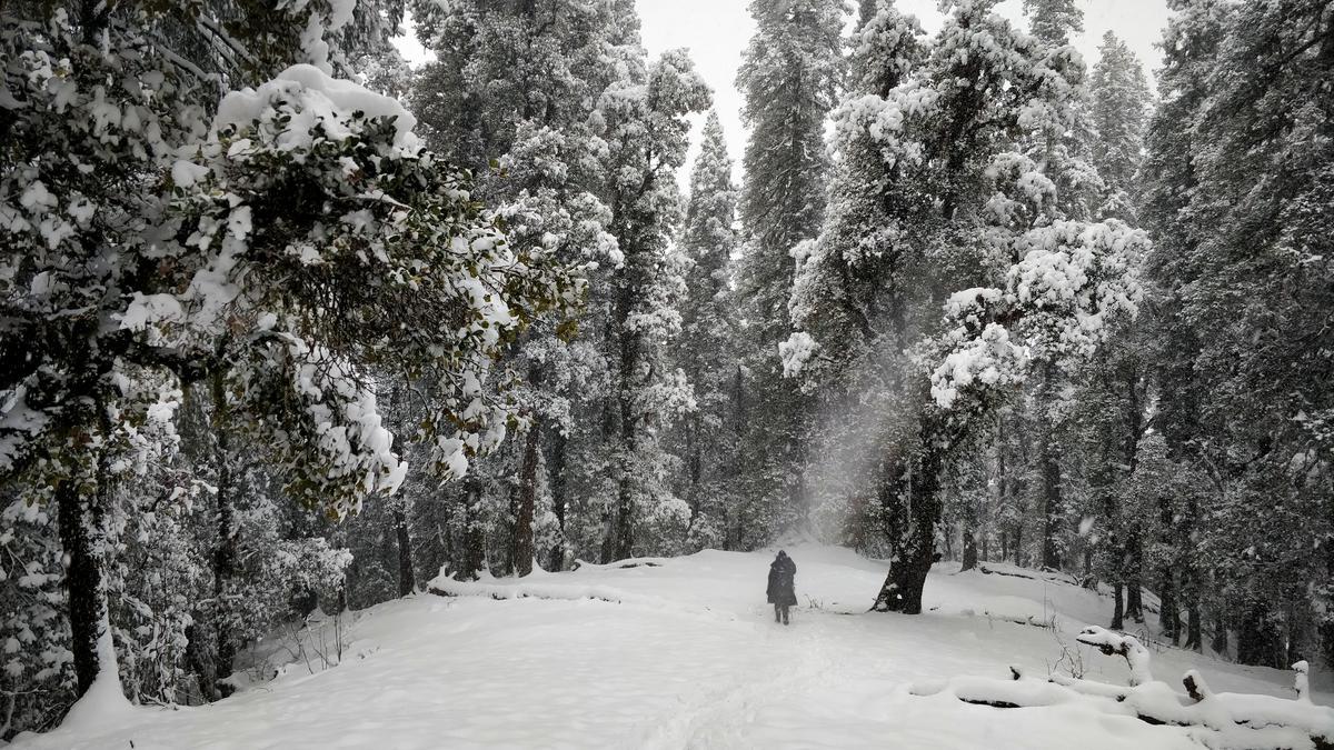A snow-covered forest enroute Kedarkantha trek