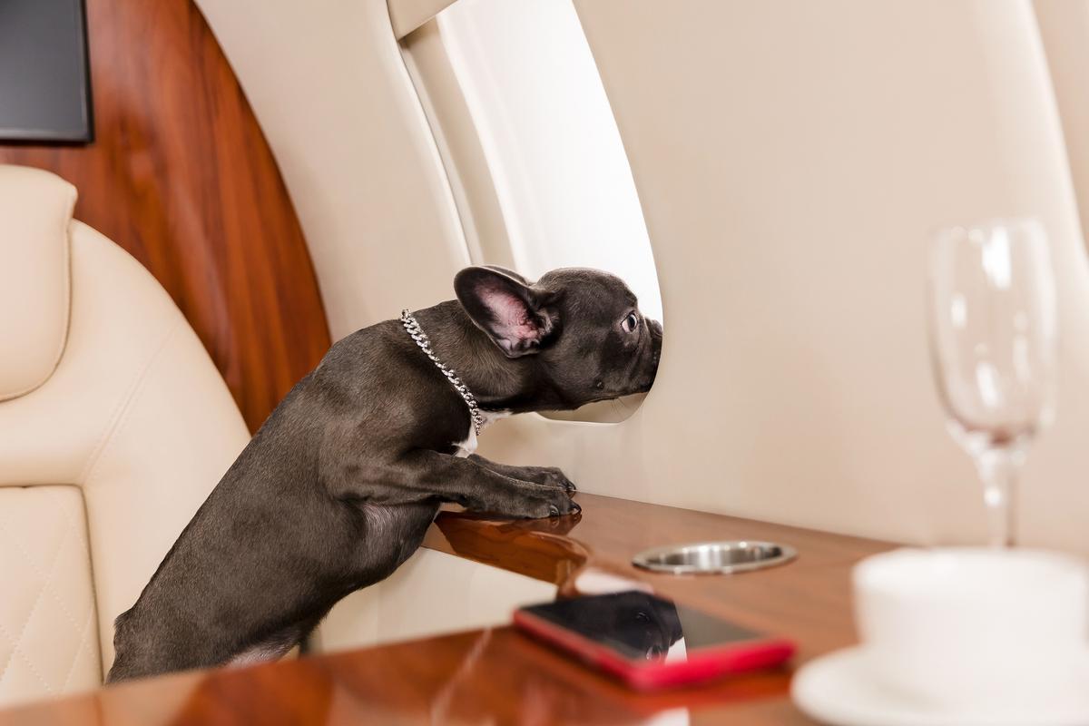 Pets on plane