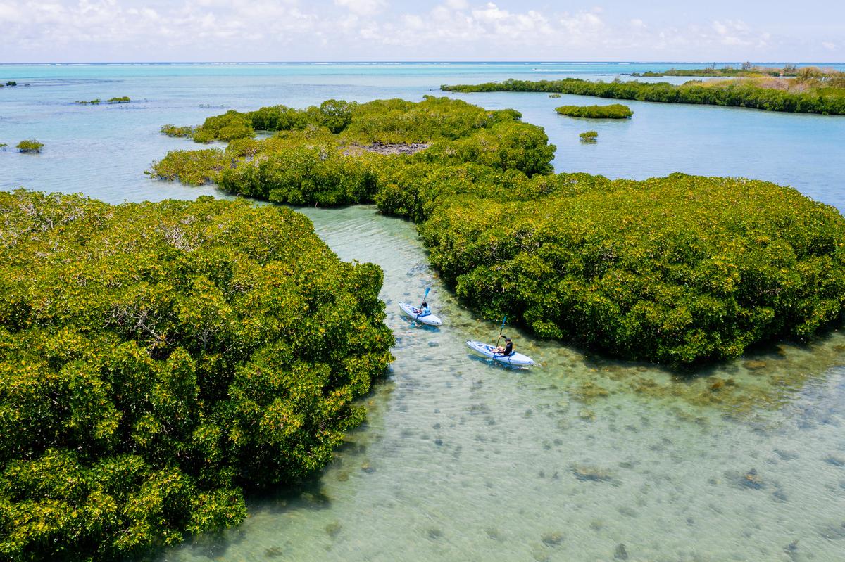 Mangroves around the Four Seasons