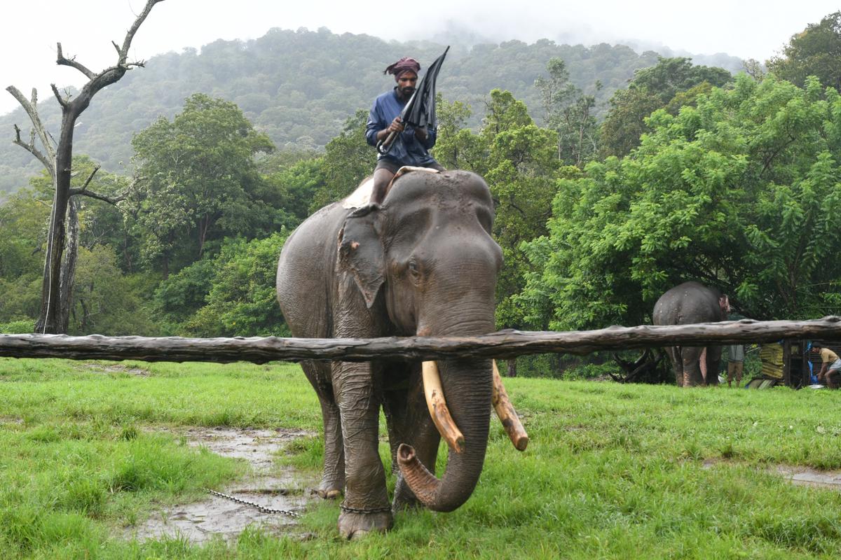 Camp elephants are used to drive away wild elephants that stray into human habitation, capture problematic elephants, in during de-weeding drives in the forest and patrolling