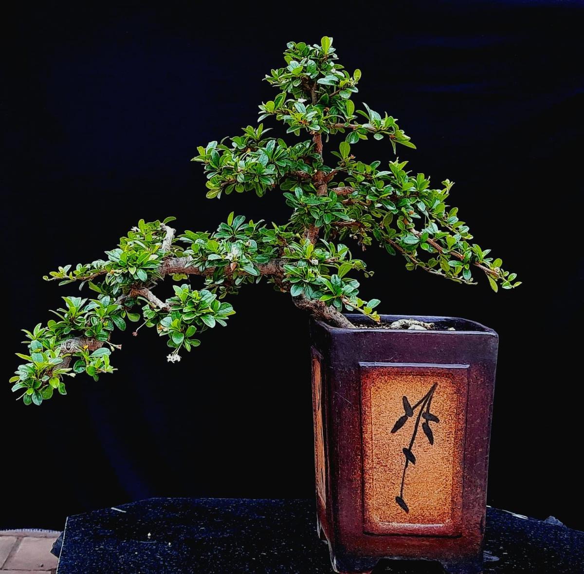 A bonsai from T George’s collection