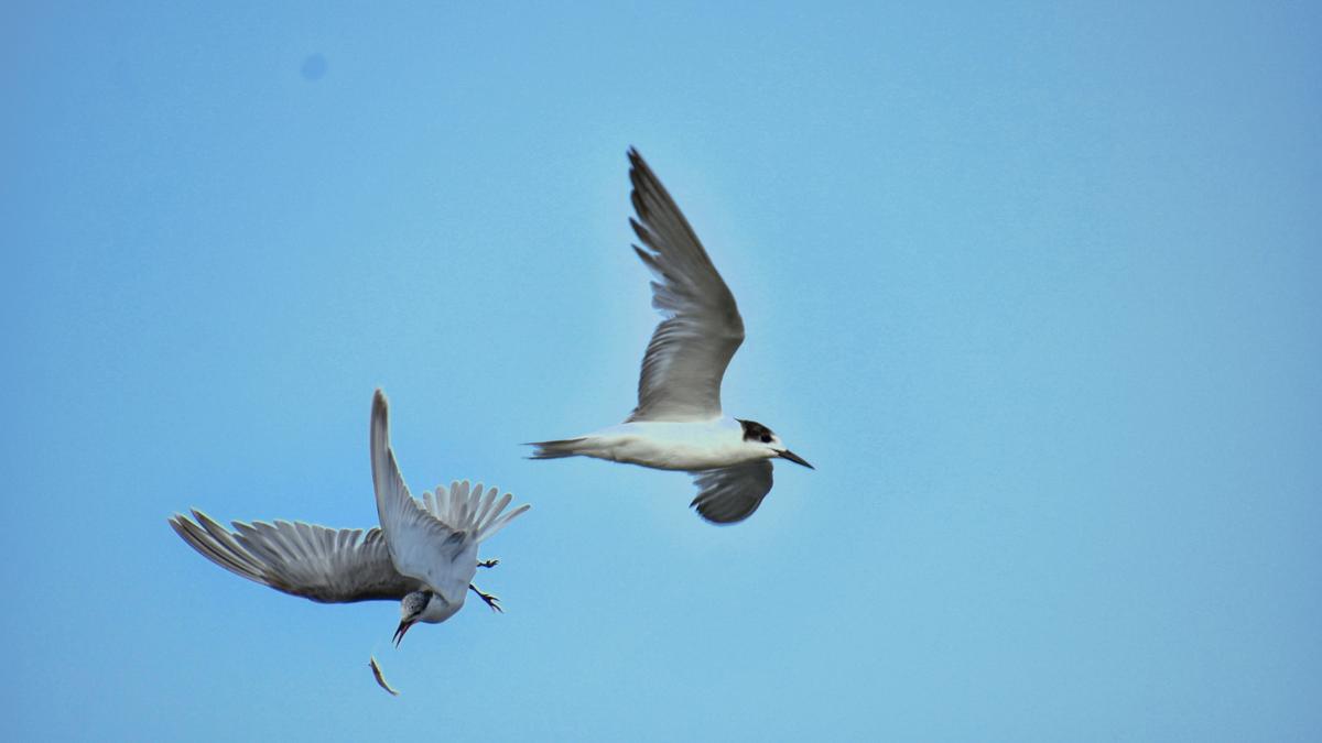 Gulls for weather updates