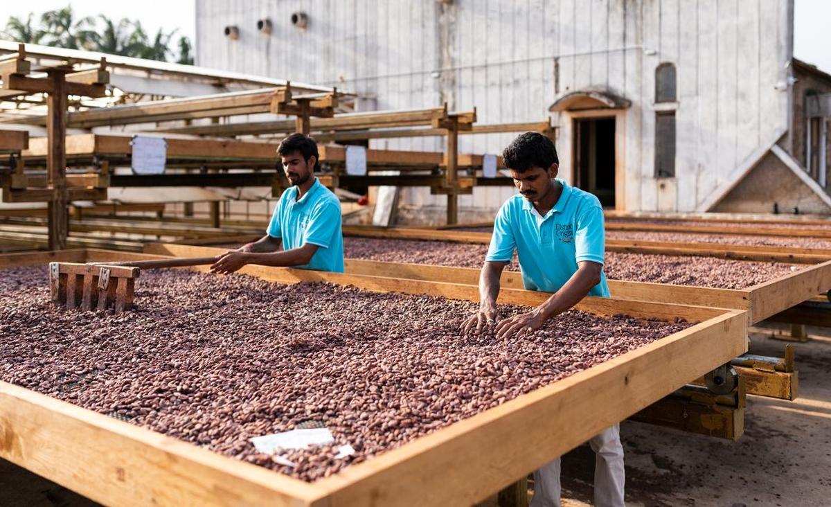 Manam works with 150 farmers over 3,000 acres of cacao in the West Godavari region Manam works with 150 farmers over 3,000 acres of cacao in the West Godavari region