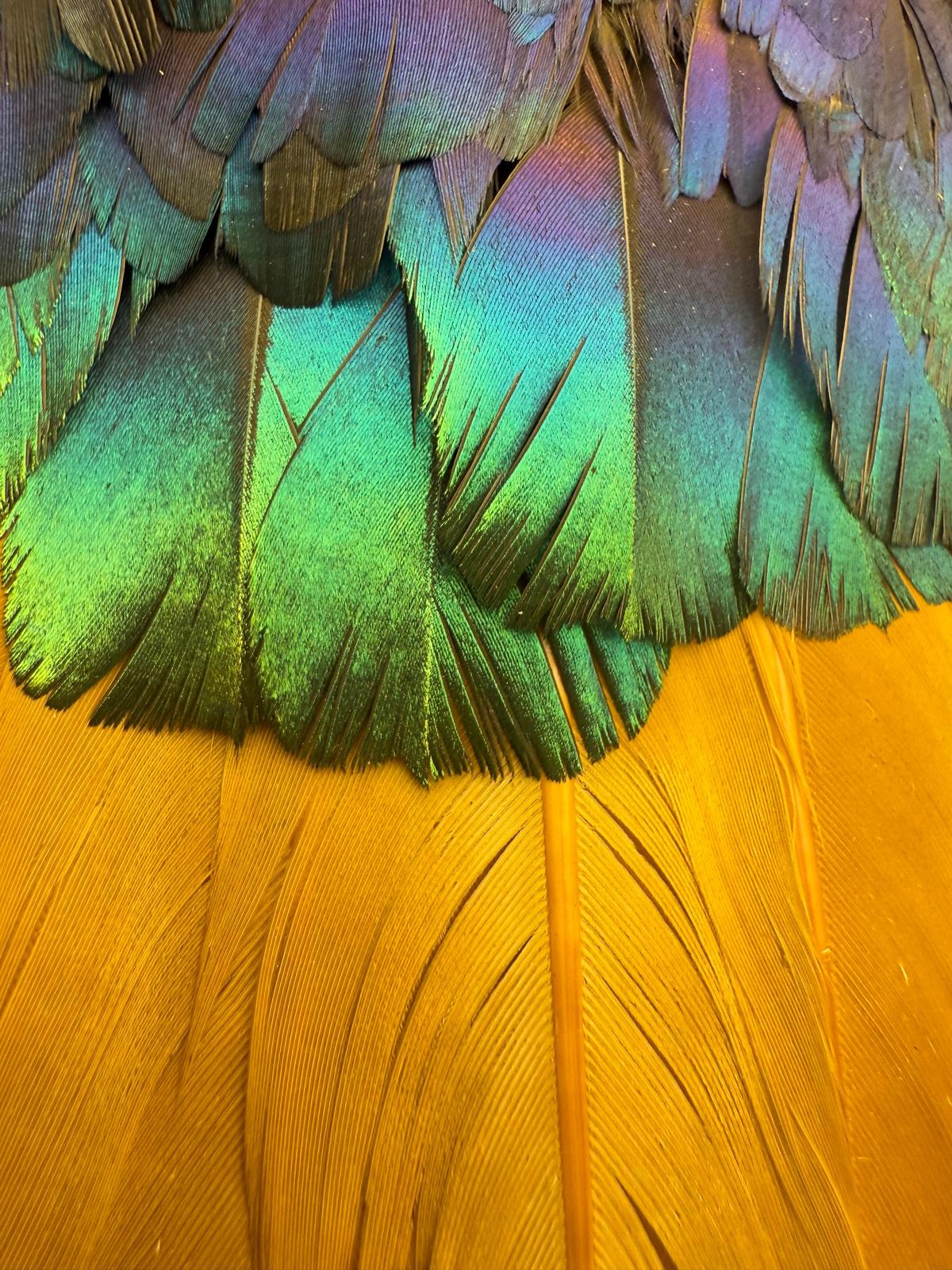 The Feather Library documents the flight feathers of Indian birds The Feather Library documents the flight feathers of Indian birds