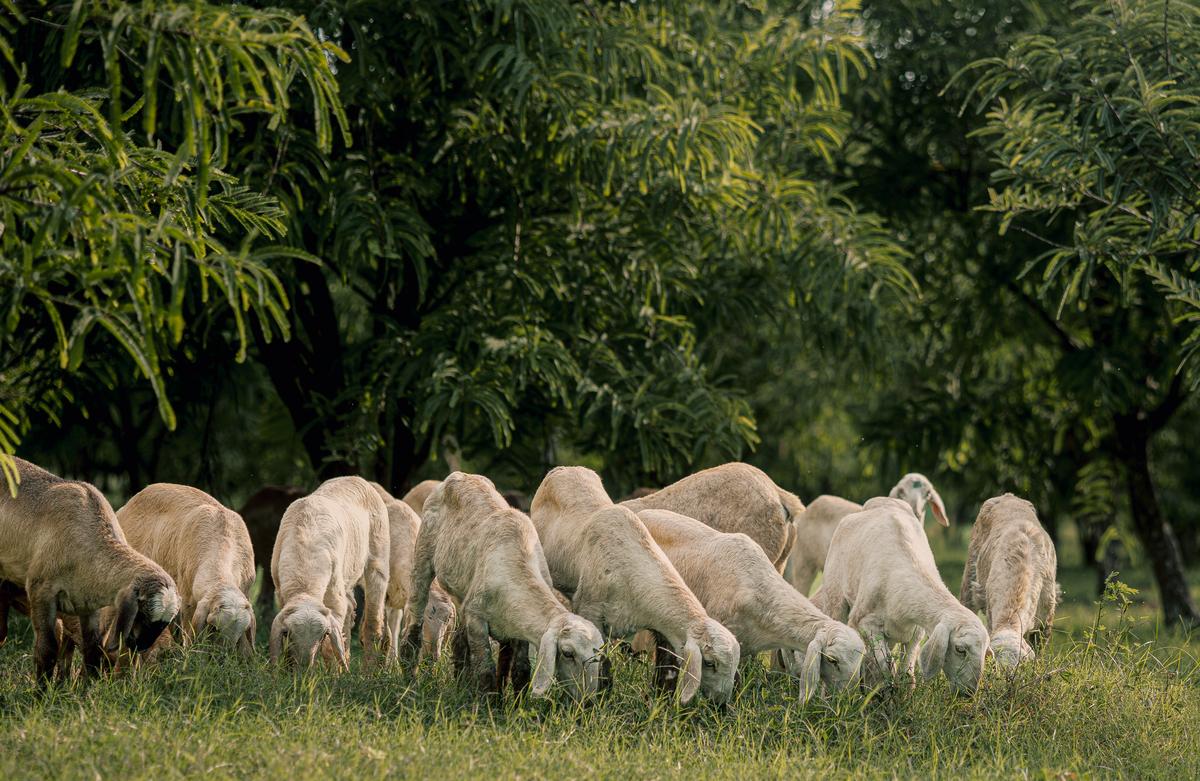Sheeps at Ponram Biriyani’s farm Sheeps at Ponram Biriyani’s farm