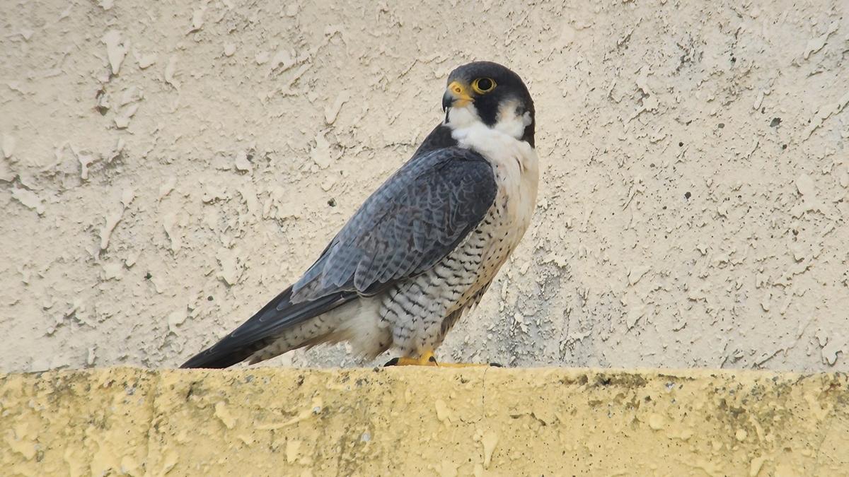 Peregrines in a skyscraper