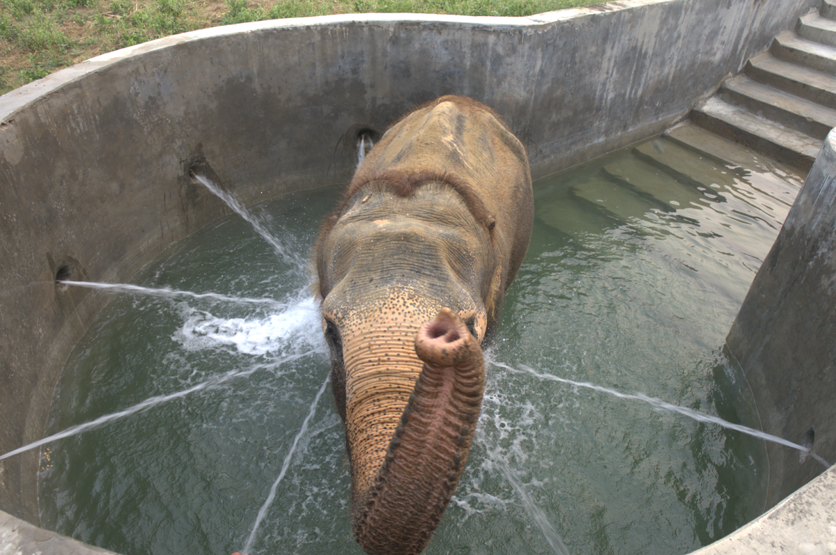 An elephant in the hospital’s hydrotherapy pool