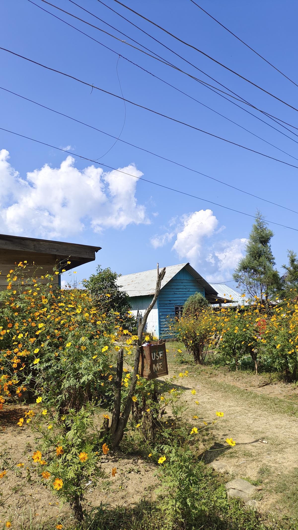 Cosmos blossoms at the Ramva Village in Ukhrul, Manipur