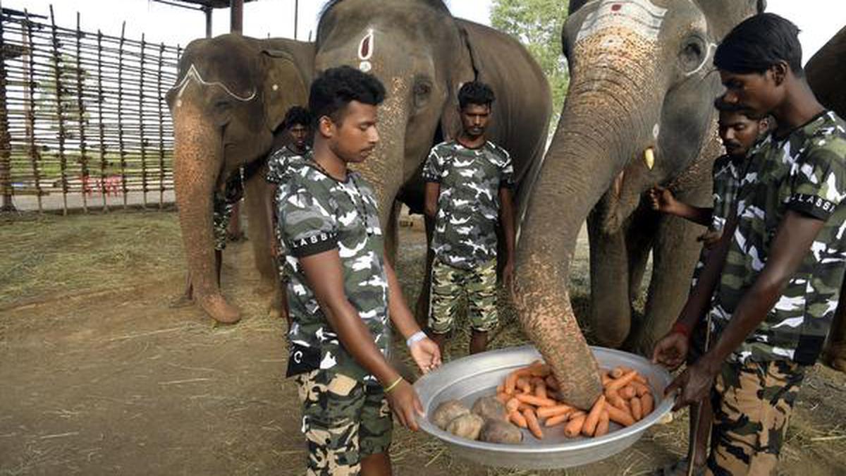 Rescued elephants get a fresh start at this exclusive rehabilitation camp in Tamil Nadu