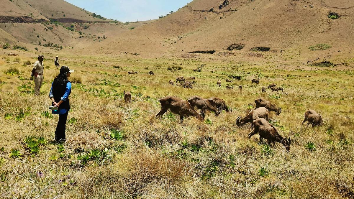 Project Nilgiri Tahr Project Nilgiri Tahr