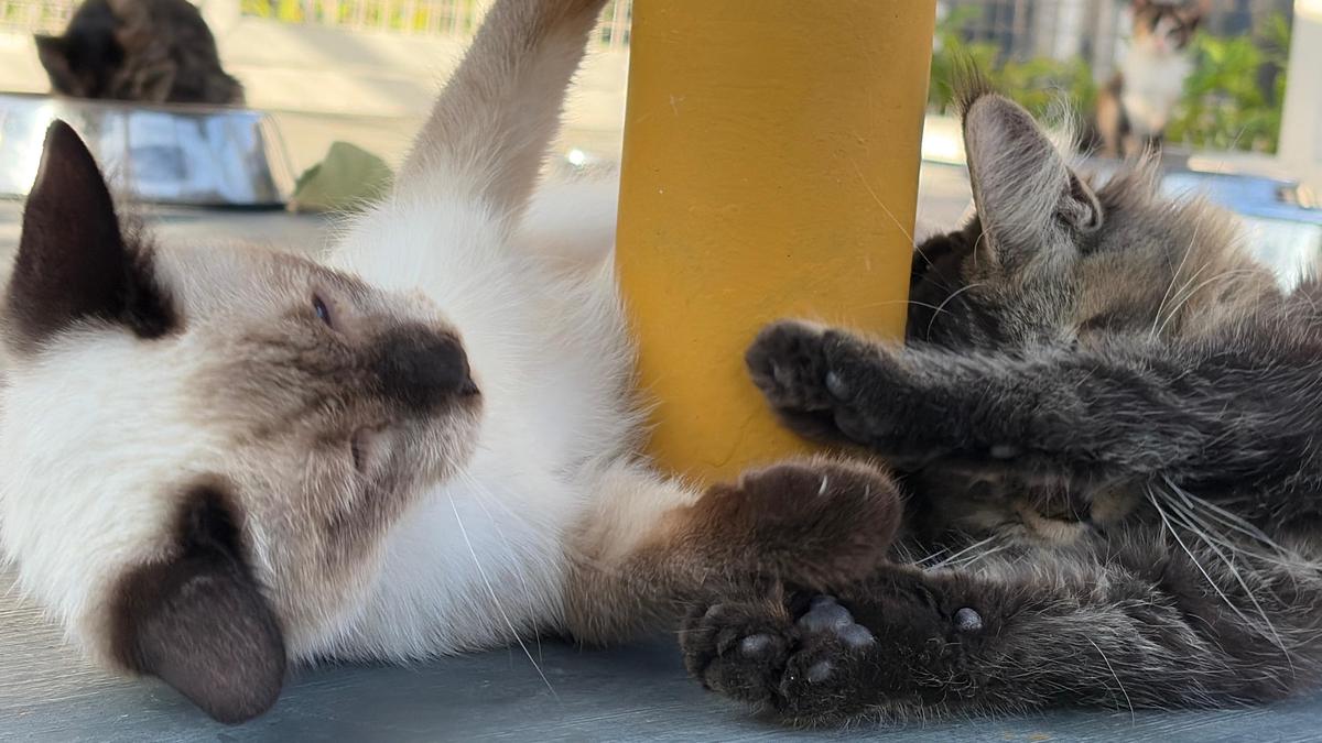 India's first cat museum opens in Mysuru - The Hindu