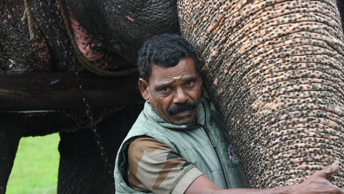 The men who shaped Murthy, the elephant at Mudumalai that passed away recently