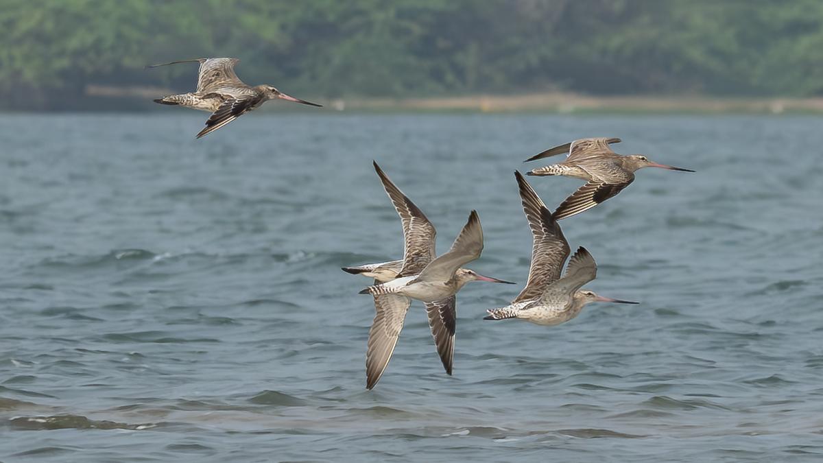 Five bar-tailed godwits spotted at Pulicat, much to the excitement of birders