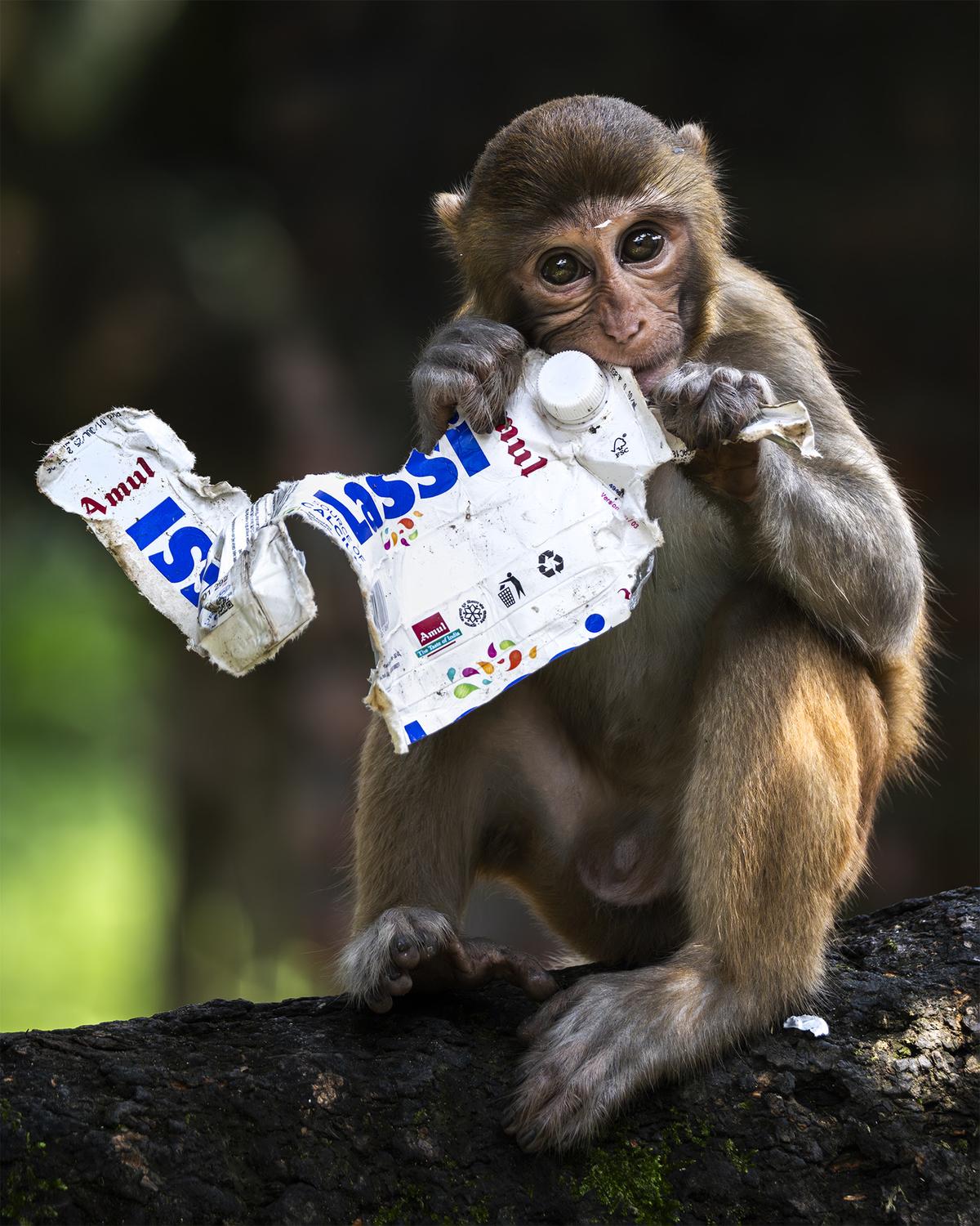 If waste cannot sensitise someone directly, maybe an innocent animal eating waste could have an emotional effect on a human being, says Angad Khanna If waste cannot sensitise someone directly, maybe an innocent animal eating waste could have an emotional effect on a human being, says Angad Khanna