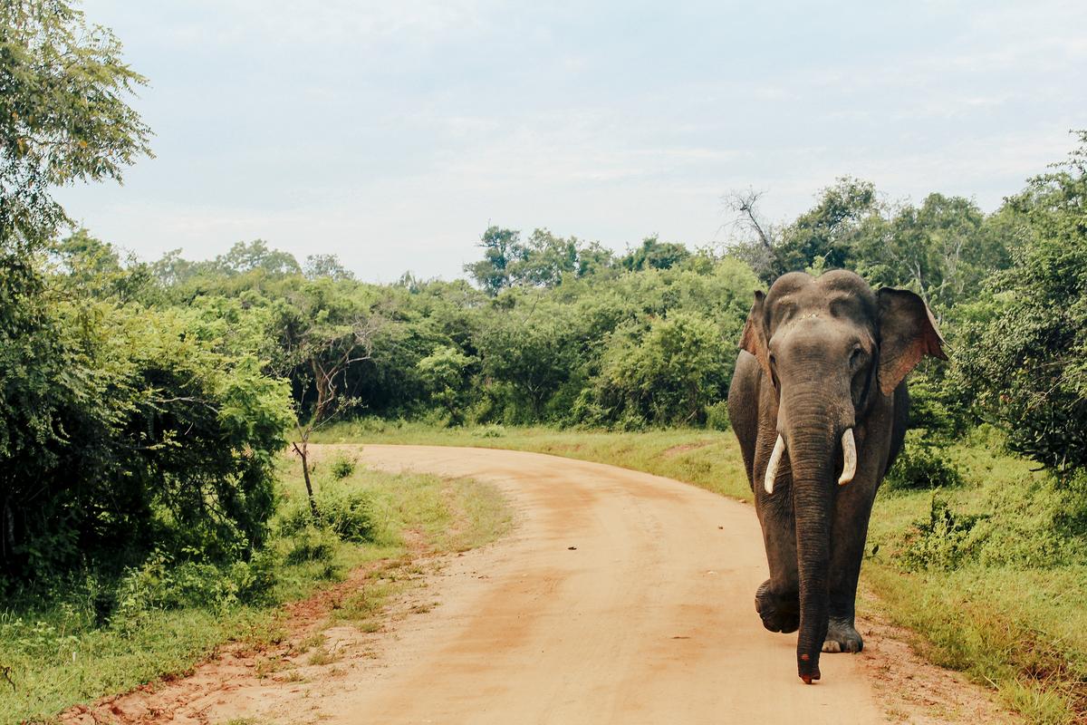 An Asian elephant can be seen walking along a dirt road at Yala National Park in Tissamaharama, Southern Province of Sri Lanka.