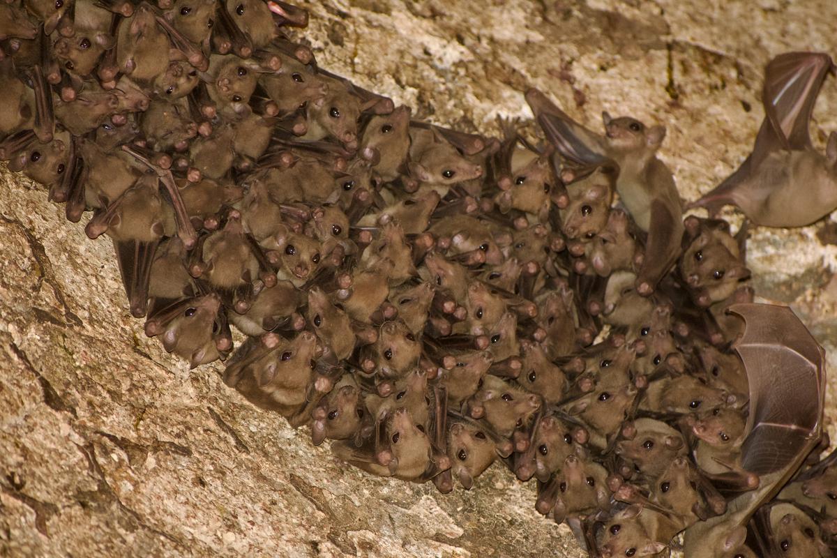 Fulvous fruit bat