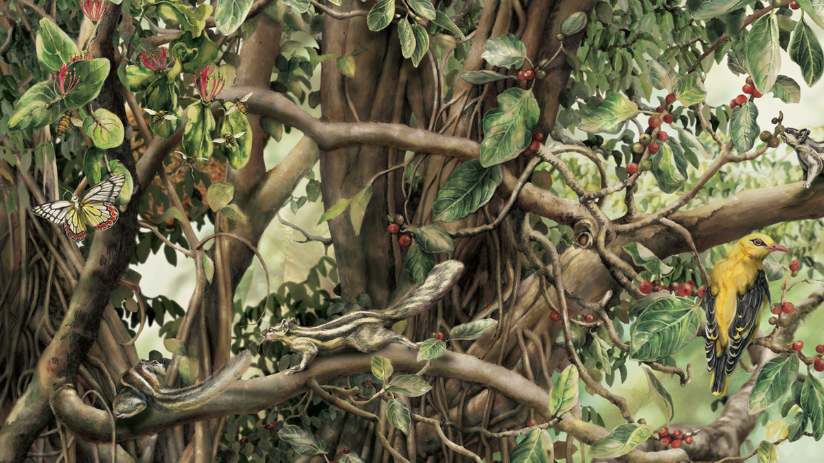 Bangalore |  Les illustrateurs de la nature Nirupa Rao, Sangeetha Kadur et Shilpa Shree sur leur fascination pour les arbres