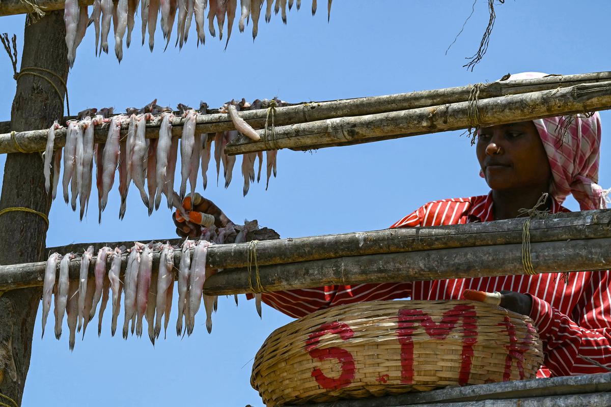 A woman hangs bombil fish to dry in the sun at Madh fishing village in Mumbai