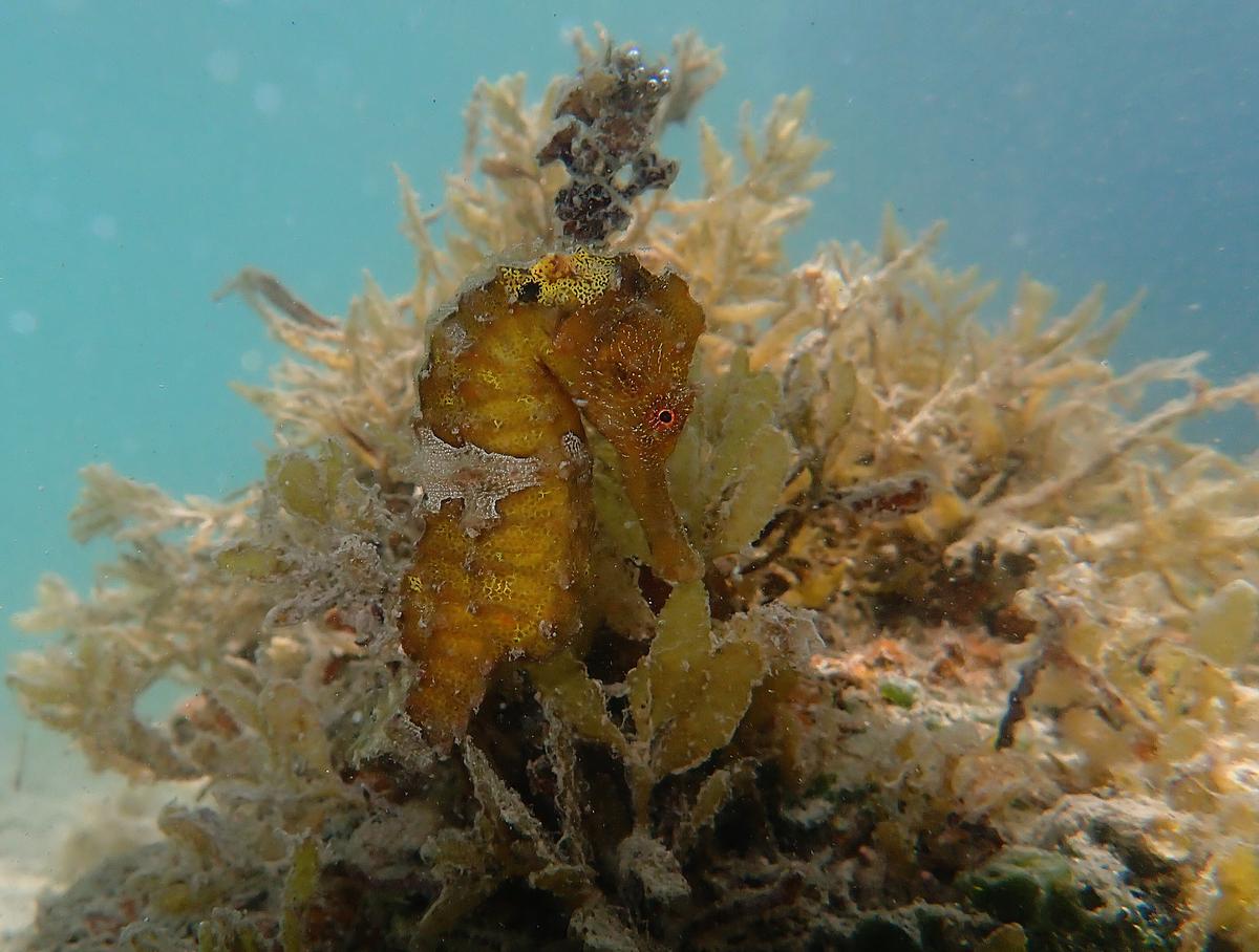 Common seahorse