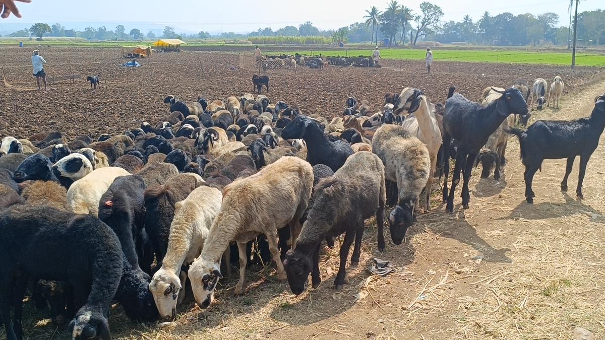 A pastoralist herding sheep in the Deccan