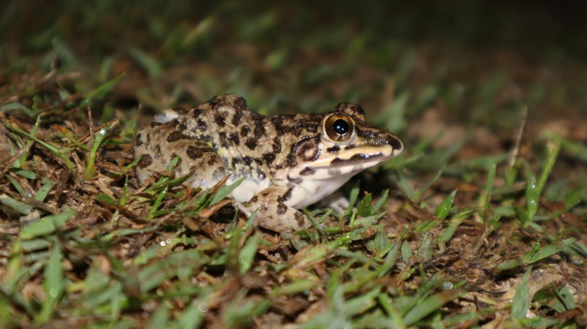 Document frogs in your locality to help create the Frog Atlas for Greater Chennai