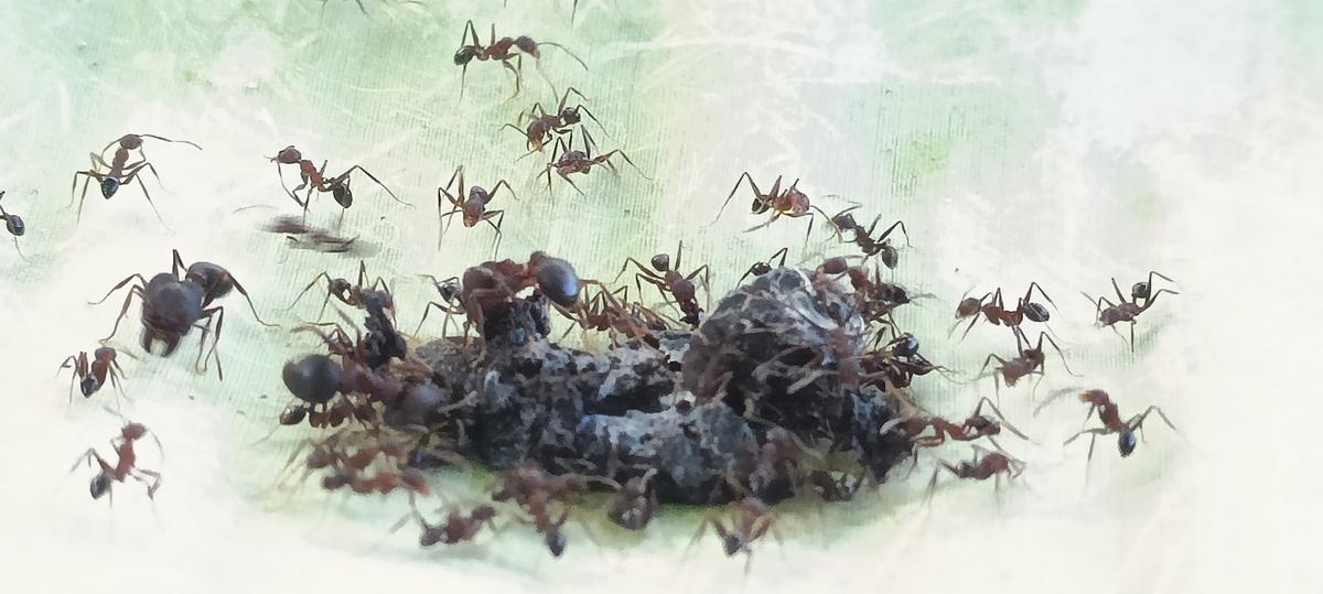 Ants do not disturb us if we don’t interfere in their existence. 