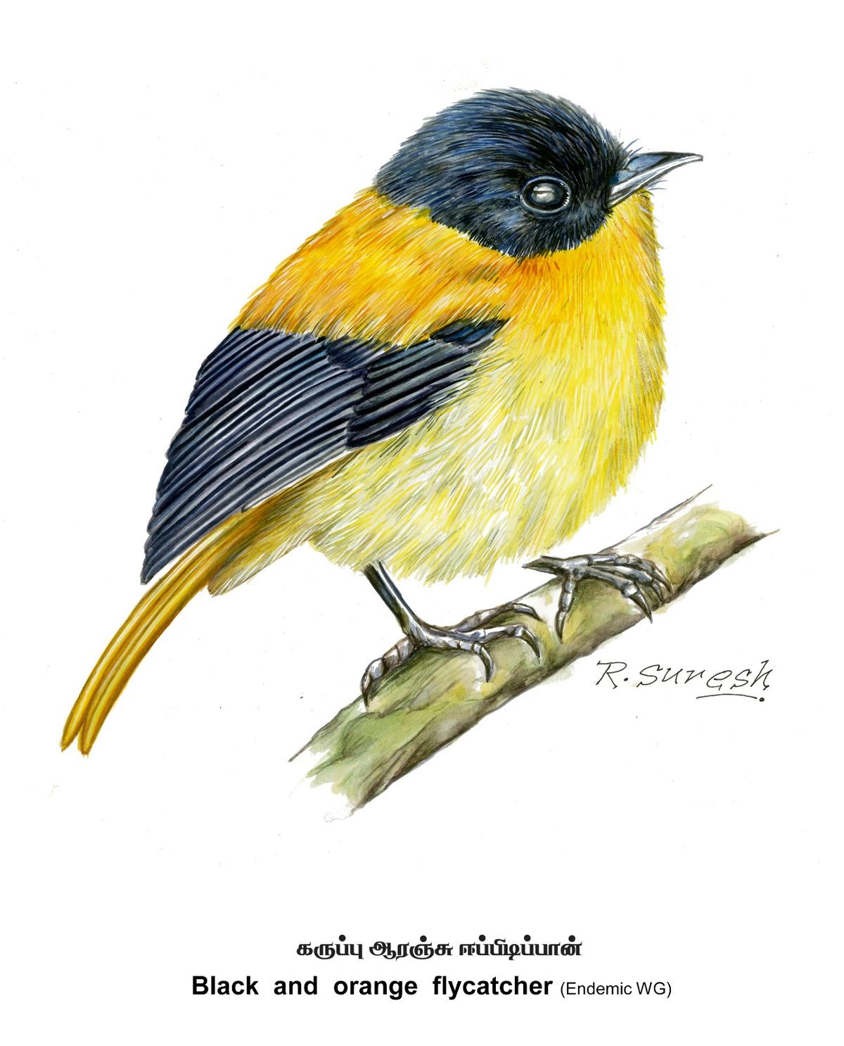 Black-and-orange flycatcher Black-and-orange flycatcher