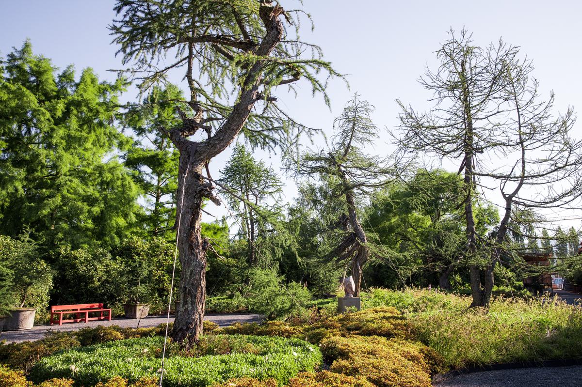 Larch trees at the Enea Tree Museum