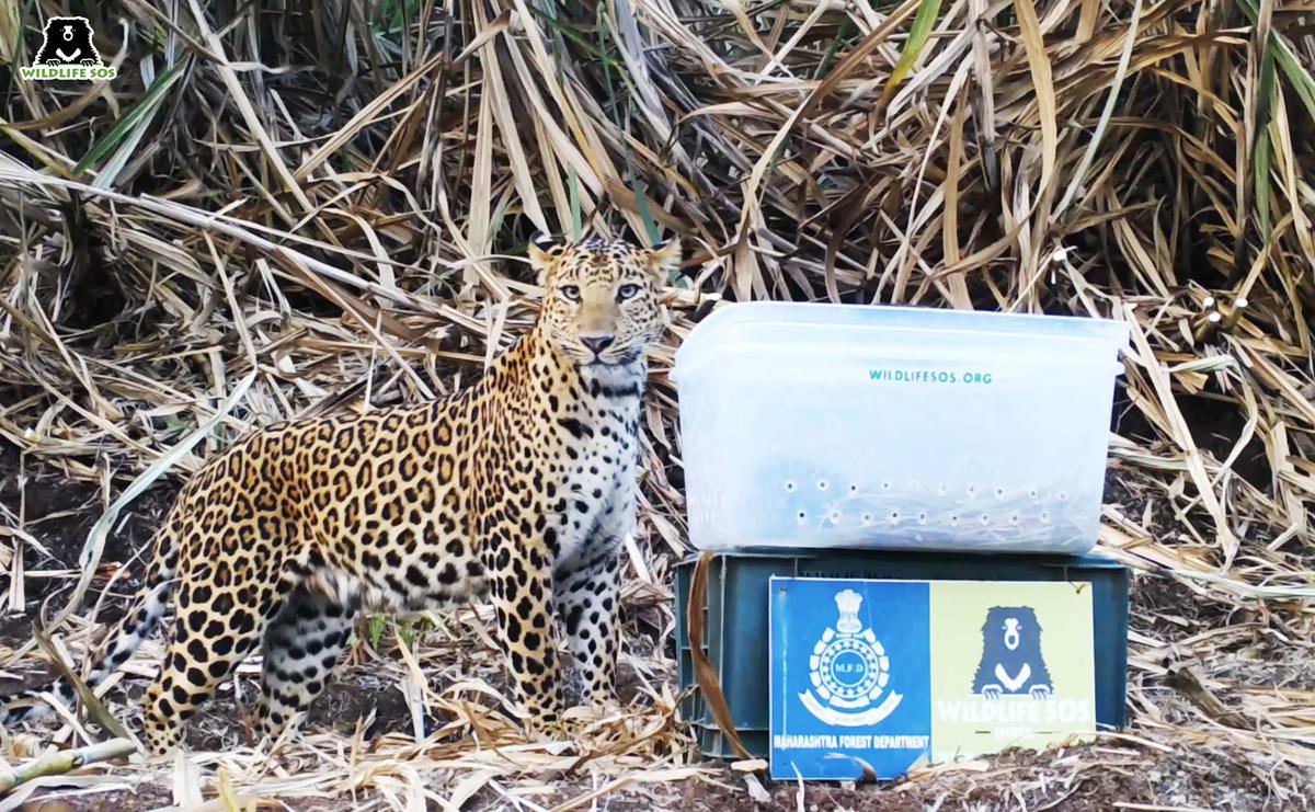 Within minutes the mother leopard found her cubs