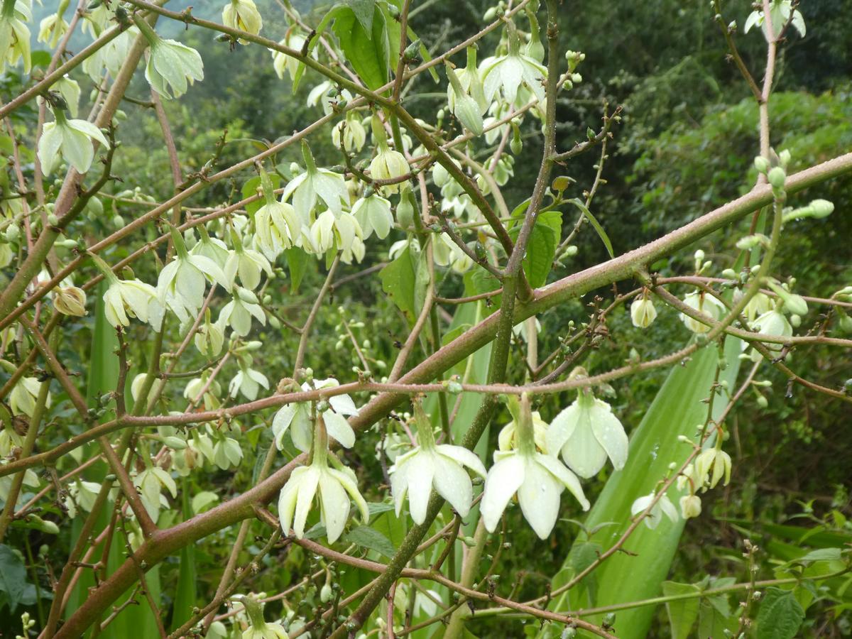 Furcraea foetida or  Mauritius hemp