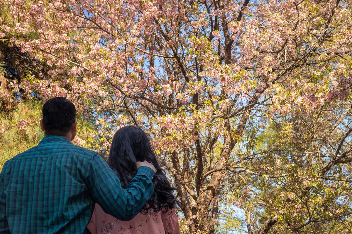 Young couple Shillong Meghalaya is watching cherry blossom flowers in the afternoon from the image at low corners in India.