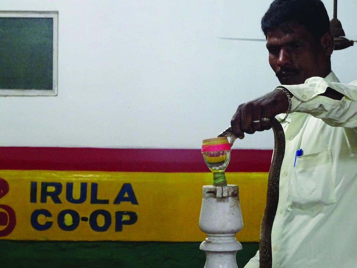 An Irula extracts venom from a cobra