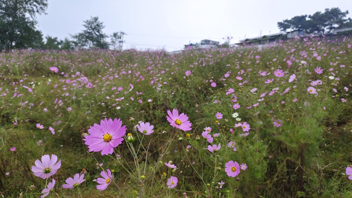 Cosmos Blossoms in Mylliem, Meghalaya