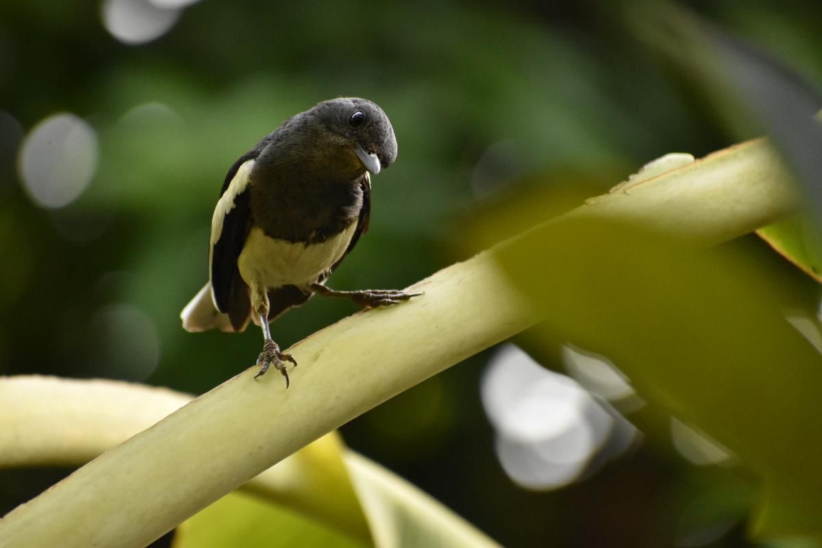 A curious oriental magpie-robin