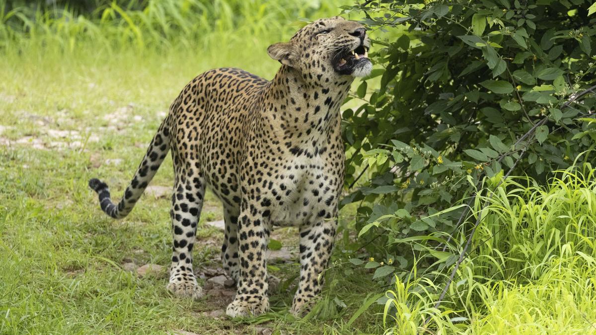 Filmmaker Aishwarya Sridhar interview: On her award-winning docu ‘Leopard Dynasty: The Rise of Rana‘