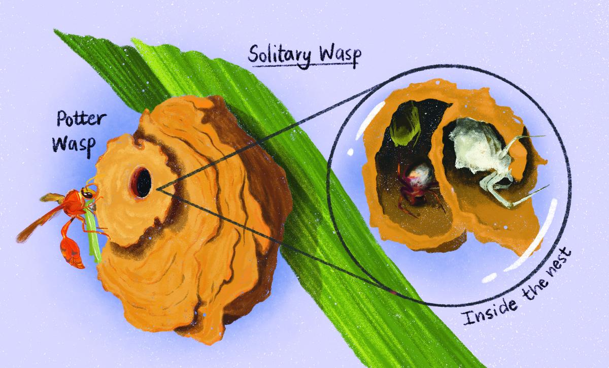 An illustration from the book depicting wasps nests 