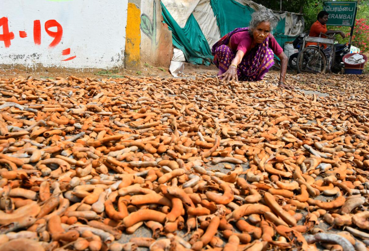 A woman spreads tamarind on the ground to dry in the sun A woman spreads tamarind on the ground to dry in the sun