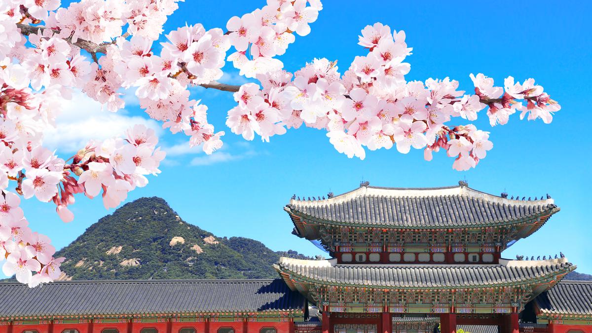 बीटीएस, चेरी ब्लॉसम, स्नैक्स और बहुत कुछ: इस वसंत में सियोल के लिए एक गाइड