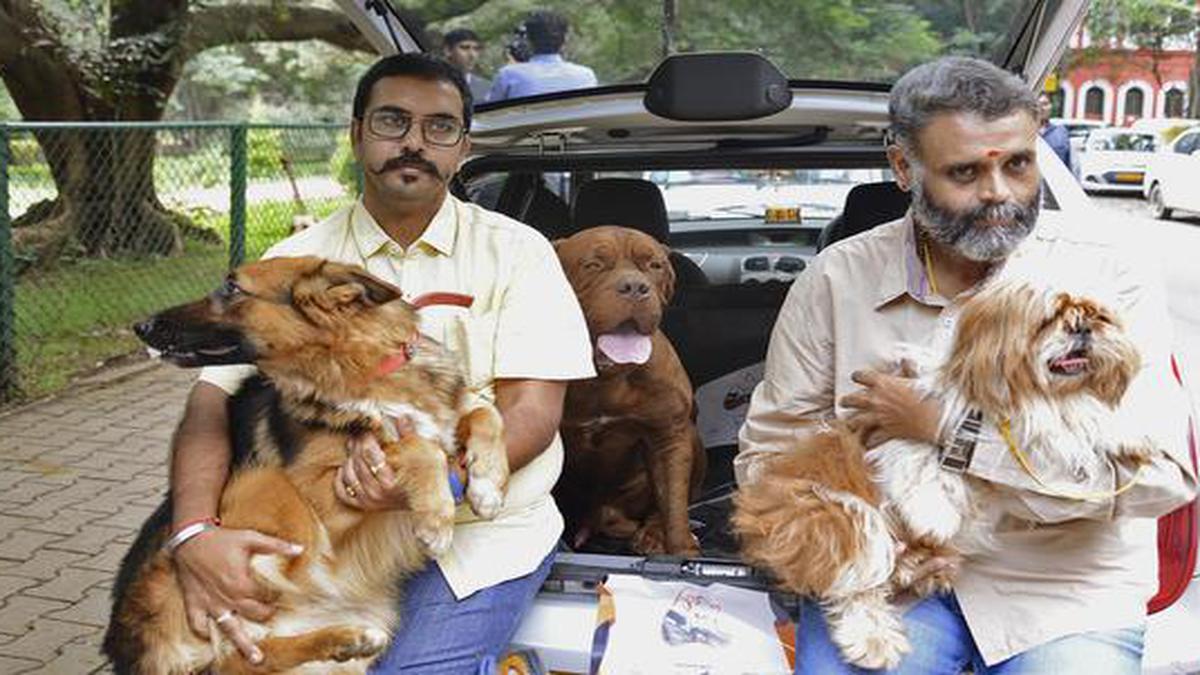 Paw Cabs: Here is another app-based taxi services to ferry your pet dogs  and cats - The Hindu