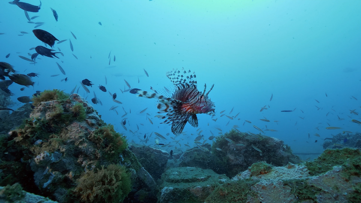 Tamil Nadu has state has an incredibly diverse landscape, ranging from 2700-metre high peaks to the most productive marine underwater life Tamil Nadu has state has an incredibly diverse landscape, ranging from 2700-metre high peaks to the most productive marine underwater life