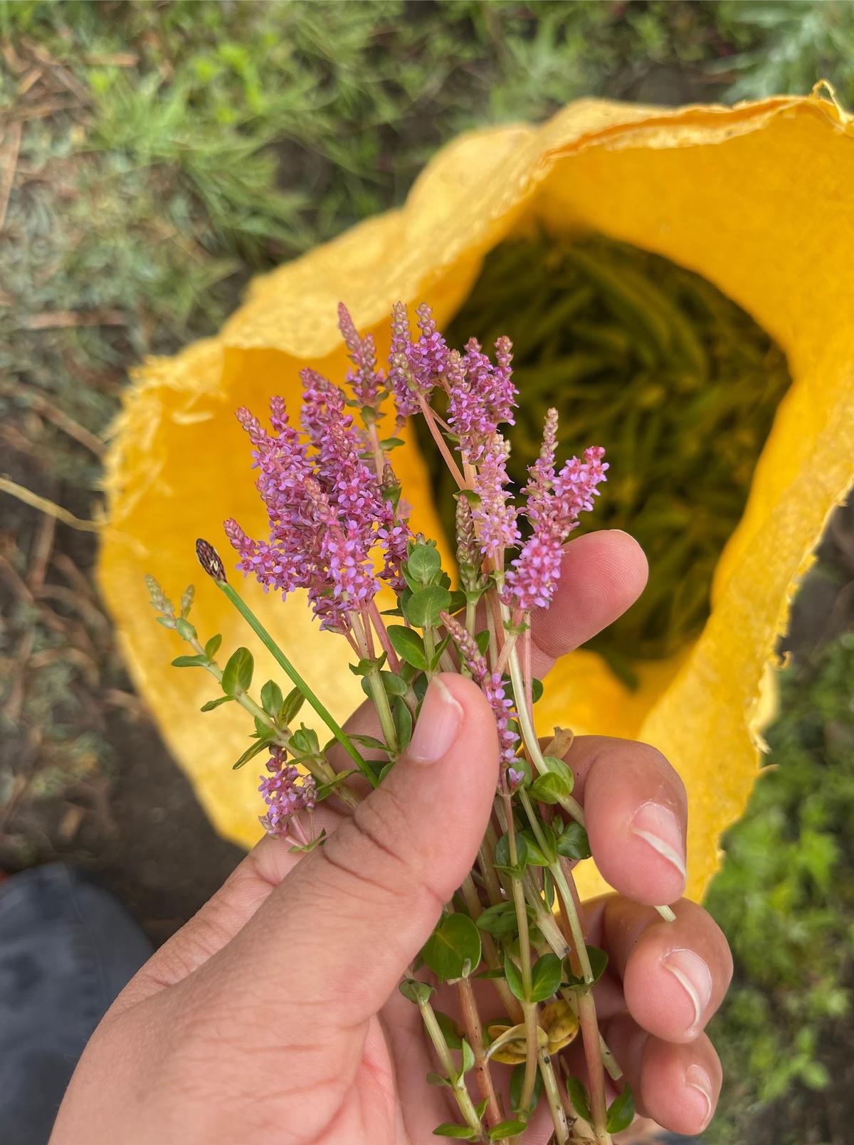 I was encouraged to pick wild edible flowers and bring them back home. I went to have a meal in a little village called Khweng, and spent some time harvesting green peas with the local women (seen in the yellow sack). These gorgeous pink flowers were everywhere in the fields.