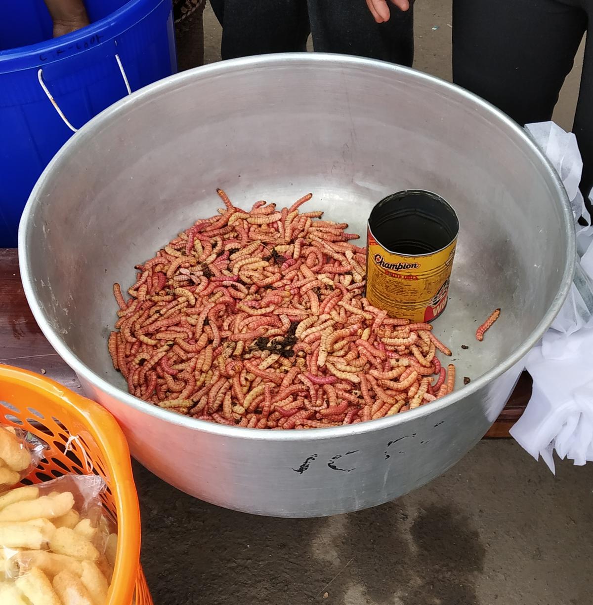 Larvae as a snack Larvae as a snack