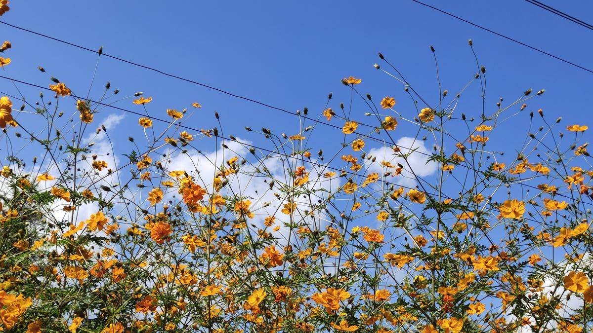 This autumn, Northeast blushes in cosmos