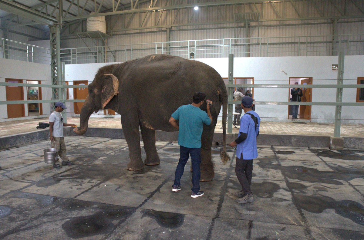 At the Wildlife SOS Elephant Hospital